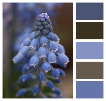 Flower Grape Hyacinth Hyacinth Image